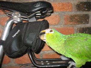 Oaxaca bike parrot