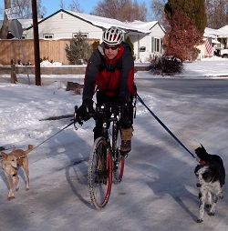 dogs bike snow 250 pixels wide