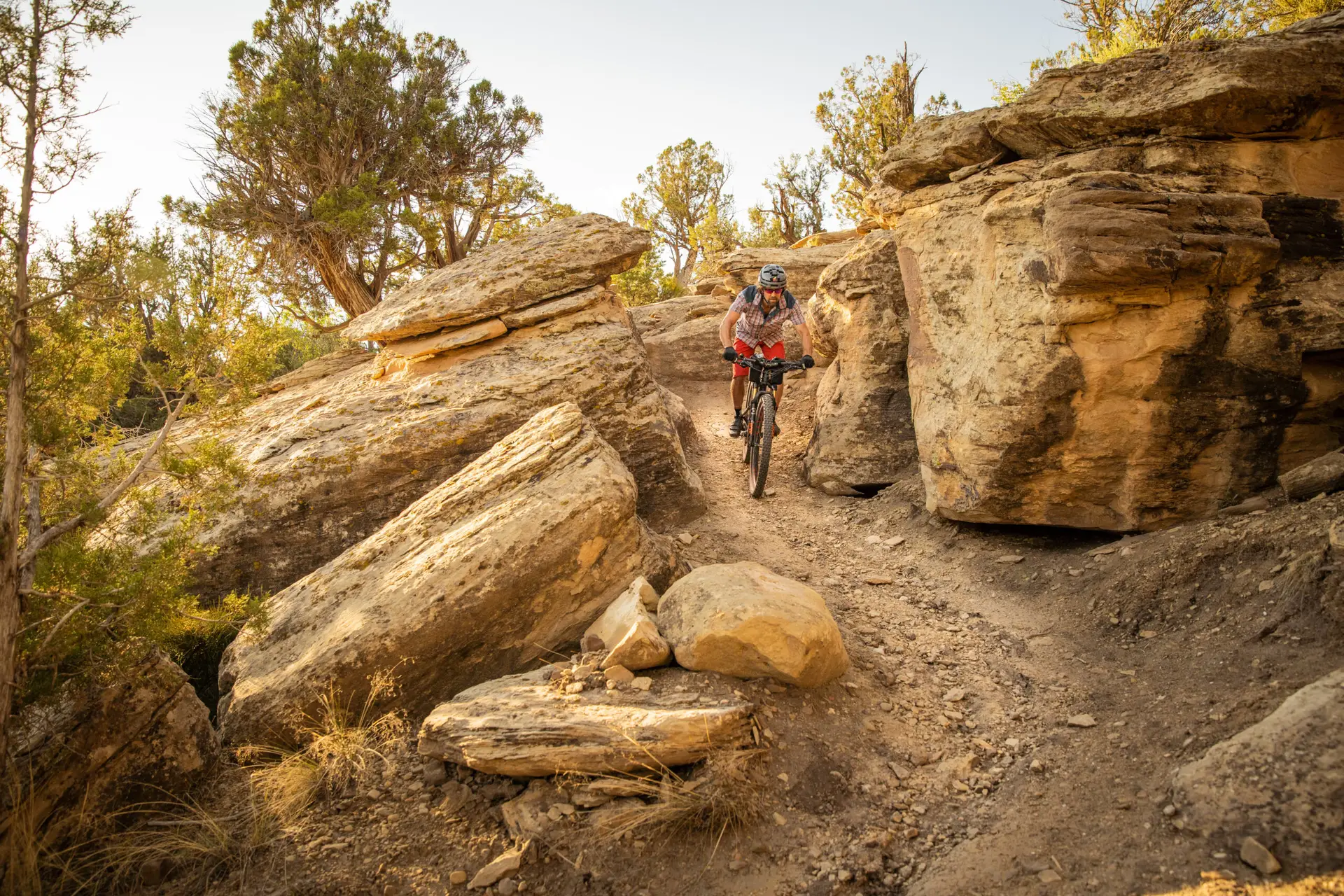 Mountain biker on a trail
