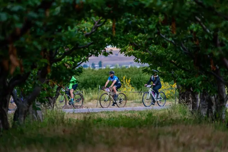 Bicyclists ride in Tour de Vineyards event.